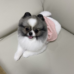 MVPET 후보 이미지