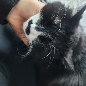 MVPET 당선 이미지