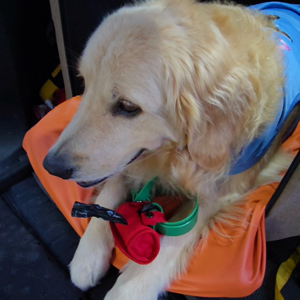 펫플루언서 이미지