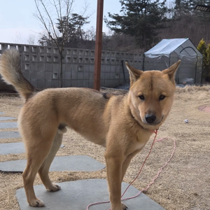 펫플루언서 이미지