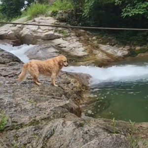 펫플루언서 이미지