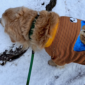 펫플루언서 이미지