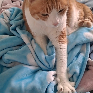 펫플루언서 이미지