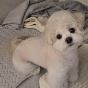 MVPET 당선 이미지