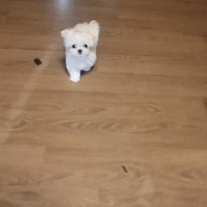 펫플루언서 이미지