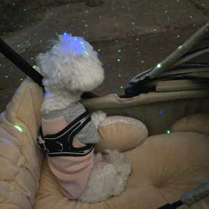 MVPET 후보 이미지