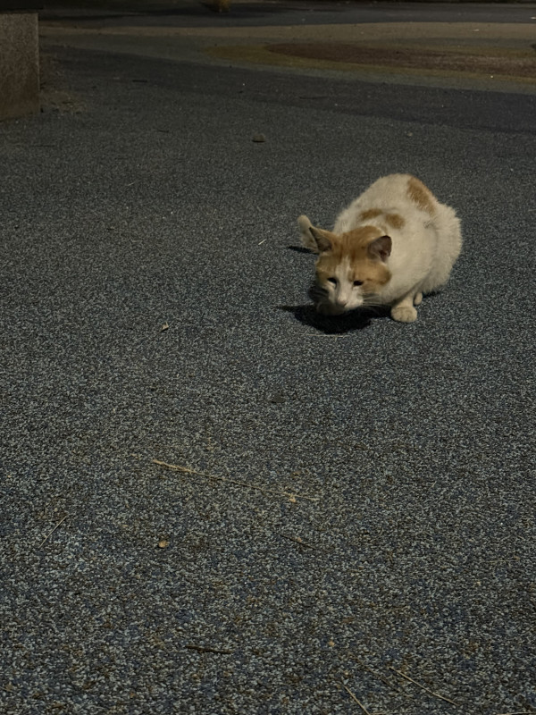 94144a8603f4954548c7bfed037f4203_1780026220_7157.jpeg