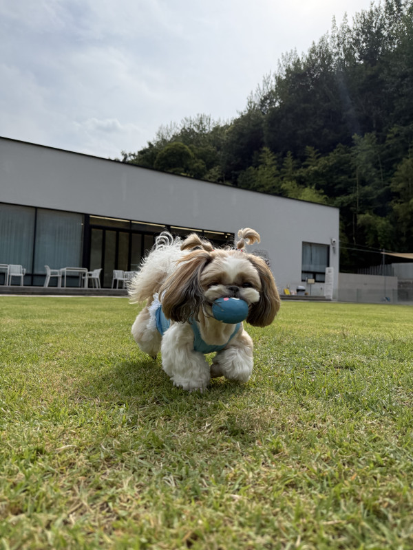 9675a8ee6350ab5016ca9e8710a9399a_1780992955_3934.jpeg