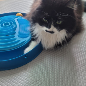 MVPET 당선 이미지