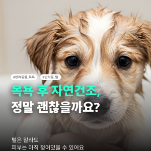 KakaoTalk_20260805_160816428.png