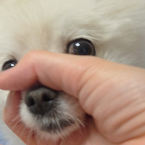 펫플루언서 이미지