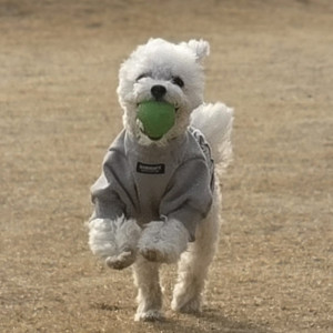 MVPET 당선 이미지